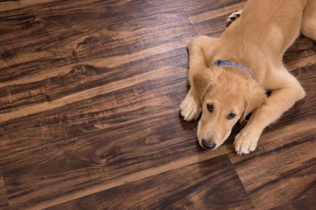 Trim your pets' nails to keep your hardwood floors looking nice